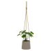 Umělá rostlina (výška 24 cm) Pilea – Casa Selección