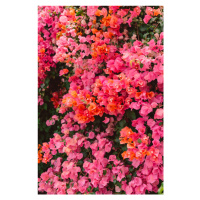 Fotografie California Blooms, Bethany Young, 26.7x40 cm