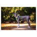 Vsepropejska Walk postroj pro psa s vodítkem | 37 – 75 cm Barva: Černá, Obvod hrudníku: 49 - 75 