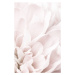 Fototapeta Chrysanthemum No 04, (85 x 128 cm)