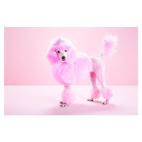 Fotografie Miniature Pink poodle, pink poodle,studio, JW LTD, 40 × 26.7 cm