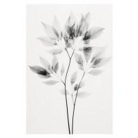 Ilustrace Transparent Botanic No 8, Treechild, 26.7 × 40 cm