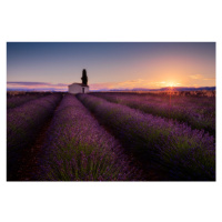 Fotografie Provence Lavender, Donald Luo, 40 × 26.7 cm