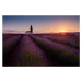 Fotografie Provence Lavender, Donald Luo, 40x26.7 cm