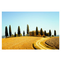 Fotografie Farmhouse and Cypress Trees, Lisa-Blue, 40 × 26.7 cm