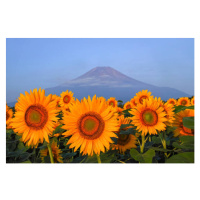 Fotografie Fuji and sunflower, I love Photo and Apple., 40 × 26.7 cm