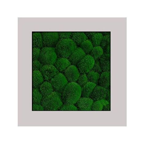 MossArtDeco Obraz 50 × 50 cm, tmavě zelený kopečkový mech, šedý hrubý rám