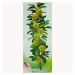Jabloň 'Gold Sensation' květináč 5 litrů, výška 80/100cm, sloupová, zimní, CIZOSPRAŠNÁ