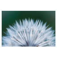 Fotografie Close up shot of dandelion flower, rushay booysen, 40x26.7 cm