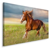 MyBestHome BOX Plátno Cválající Kůň Varianta: 90x60