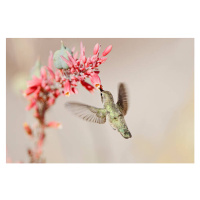 Fotografie Hummingbird at desert flowers, SusanGaryPhotography, 40 × 26.7 cm