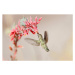 Fotografie Hummingbird at desert flowers, SusanGaryPhotography, 40 × 26.7 cm