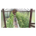 Zahradní skleník Limes PRIMUS K 6 lakovaný LI852111114