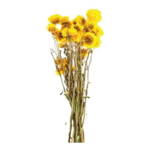 Žluté květiny