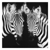 Obraz na plátně Zebry, 50x50 cm