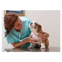 Fotografie Veterinarian Examining Smiling Bulldog Puppy, LWA, 40 × 30 cm