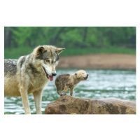 Umělecká fotografie Gray Wolf pup and adult, Stan Tekiela Author / Naturalist / Wildlife Photogr