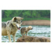 Umělecká fotografie Gray Wolf pup and adult, Stan Tekiela Author / Naturalist / Wildlife Photogr