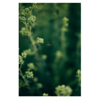 Fotografie Wasp- on the plants, Javier Pardina, (26.7 x 40 cm)