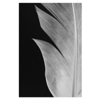 Fotografie Feather 005, Studio Collection, 26.7 × 40 cm