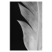 Fotografie Feather 005, Studio Collection, 26.7 × 40 cm