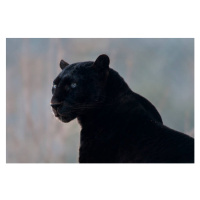 Fotografie Black leopard (Panthera pardus), Mark Newman, 40 × 26.7 cm