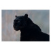 Fotografie Black leopard (Panthera pardus), Mark Newman, 40 × 26.7 cm