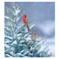 Ilustrace Northern Cardinals perched in a snow, stanley45, 40 × 40 cm