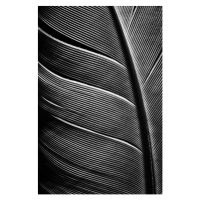 Fotografie Piece of bird feathers, SvetaZi, 26.7 × 40 cm