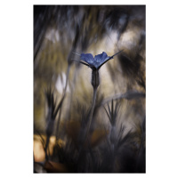 Fotografie The Blue Crown, Fabien Bravin, (26.7 x 40 cm)