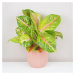 Aglaonema ‘Grand Blossom’ maxi