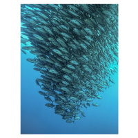 Fotografie Schooling Jackfishes, Henry Jager, 30 × 40 cm