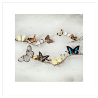 Umělecký tisk Ian Winstanley - Array of Butterflies, (40 x 40 cm)