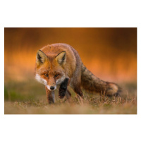 Fotografie Portrait of red fox standing on grassy field, Wojciech Sobiesiak / 500px, 40 × 26.7 c