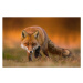 Fotografie Portrait of red fox standing on grassy field, Wojciech Sobiesiak / 500px, 40 × 26.7 c