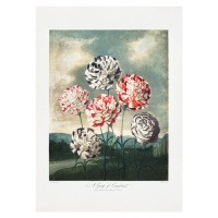 Ilustrace A Group of Carnations from The Temple of Flora (1807), Studio Collection, 30 × 40 cm