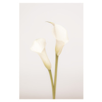 Fotografie White Calla Lily No 1, Studio Collection, 26.7 × 40 cm