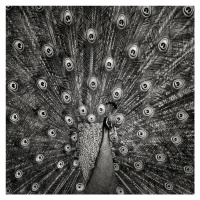 Fotografie Peacock, Christian Meermann, 40 × 40 cm