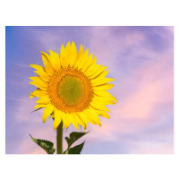 Fotografie Sunflower flower in spring against the, Jose A. Bernat Bacete, 40 × 30 cm