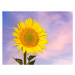 Fotografie Sunflower flower in spring against the, Jose A. Bernat Bacete, 40 × 30 cm