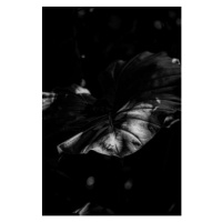 Fotografie Big leaf in black and white scene., Akira Nakatani, 26.7x40 cm