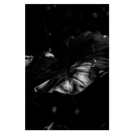 Fotografie Big leaf in black and white scene., Akira Nakatani, 26.7 × 40 cm