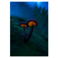 Fotografie Glowing mushrooms, Kirill Volkov, 26.7 × 40 cm