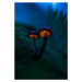 Fotografie Glowing mushrooms, Kirill Volkov, 26.7x40 cm