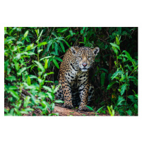 Fotografie A wild jaguar hunting in the, Jami Tarris, 40 × 26.7 cm