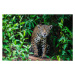 Fotografie A wild jaguar hunting in the, Jami Tarris, 40 × 26.7 cm