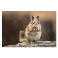 Fotografie Chipmunk sitting up to eat, facing the viewer, Alice Cahill, 40 × 26.7 cm