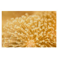 Fotografie Toadstool Mushroom Leather Coral, JaysonPhotography, 40 × 26.7 cm