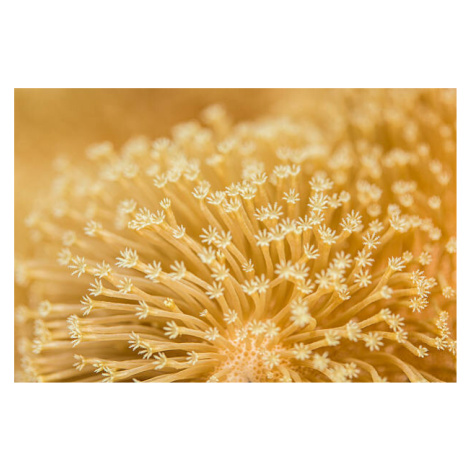 Fotografie Toadstool Mushroom Leather Coral, JaysonPhotography, (40 x 26.7 cm)