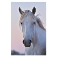 Fotografie Camargue Horse, Portrait, Raimund Linke, 26.7 × 40 cm